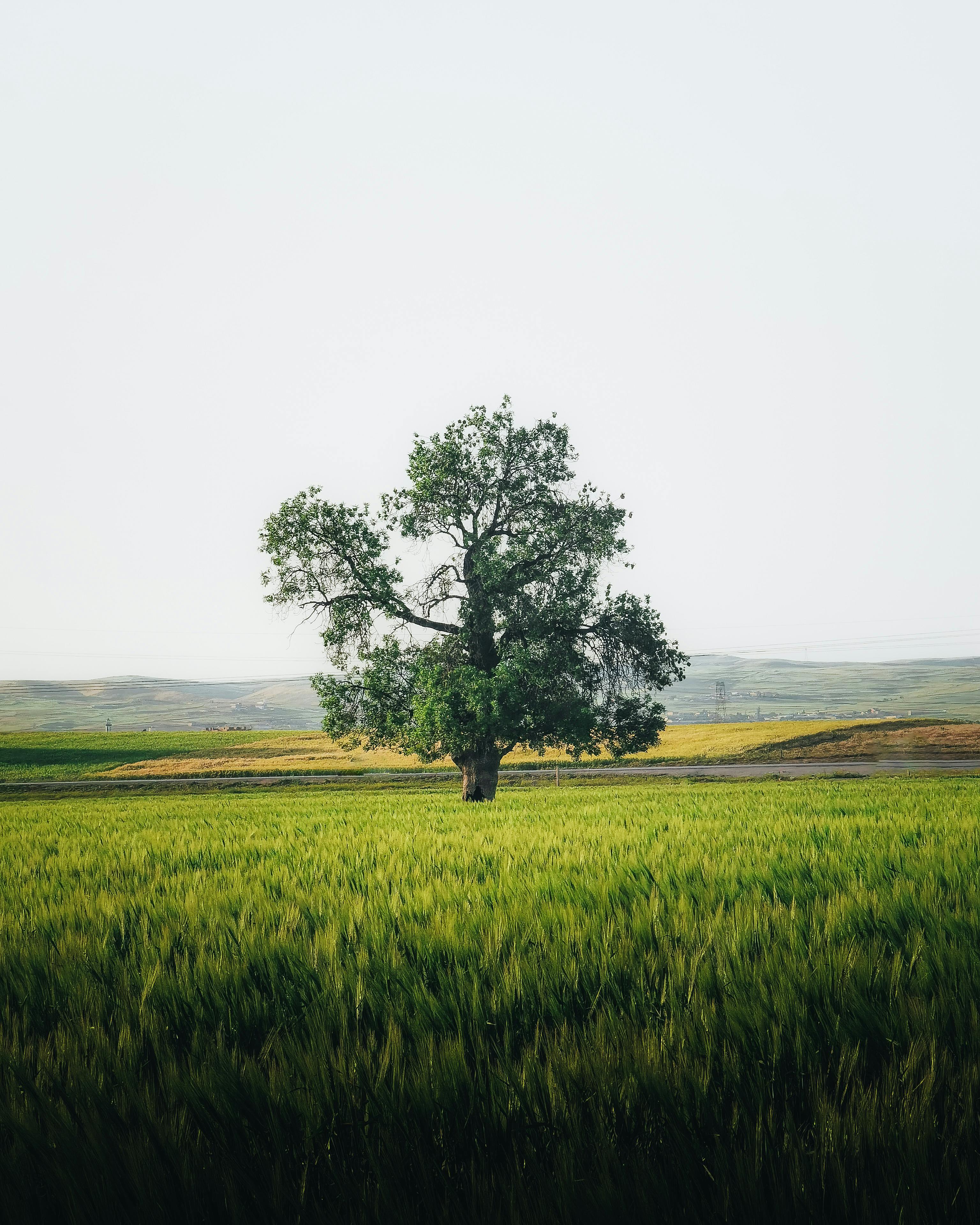 What can ombudspersons do for future generations? Reflections on the Budapest Declaration, by Katalin Sulyok and Gyula Bándi