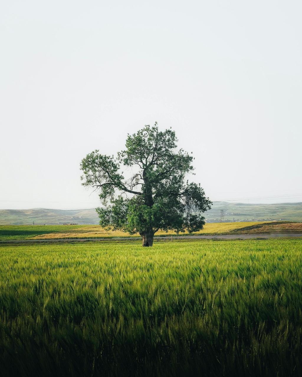 What can ombudspersons do for future generations? Reflections on the Budapest Declaration, by Katalin Sulyok and Gyula&nbsp;Bándi