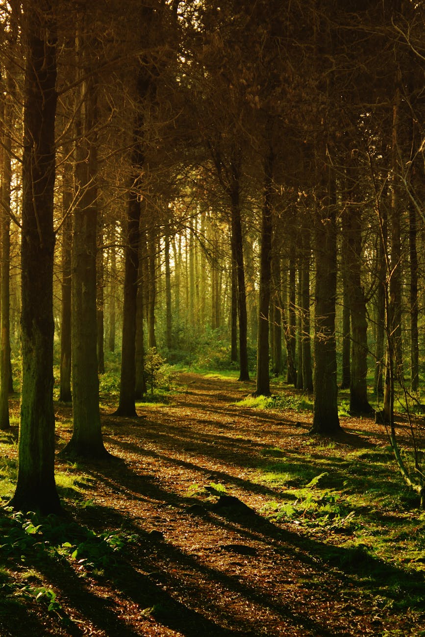 Operationalising the ‘Do No Significant Harm’ Principle under the EU Recovery and Resilience Facility: A Multilevel Test for Environmental Governance, by Leila Kentache